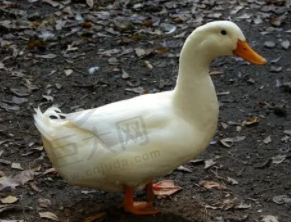 duck