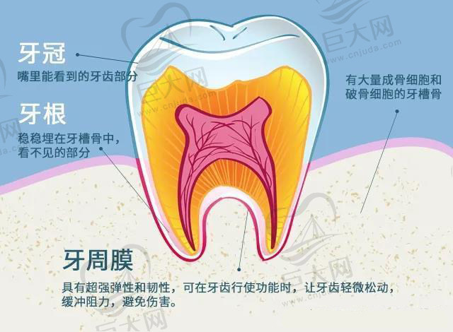 牙齿矫正原理