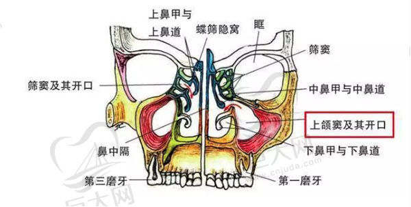 上颌窦解剖图