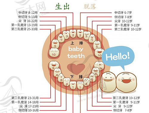 乳牙恒牙萌出时间表