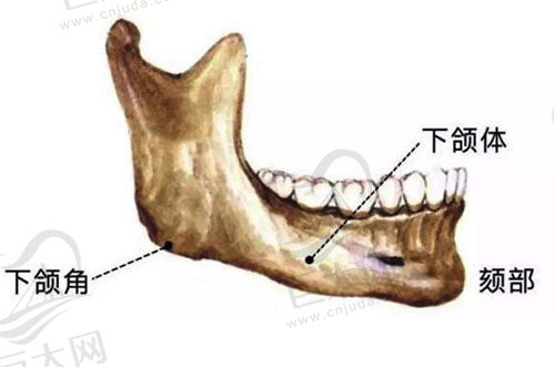 人体下颌骨展示图