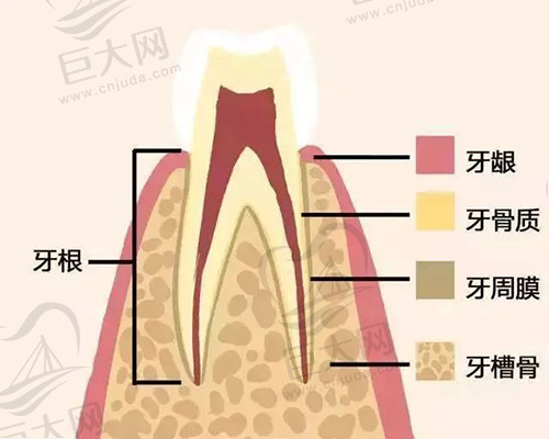 牙周组织