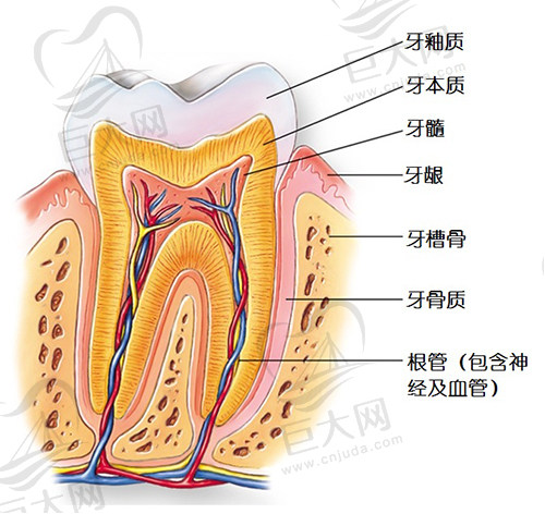 牙齿结构图