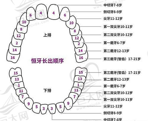 儿童换牙顺序图