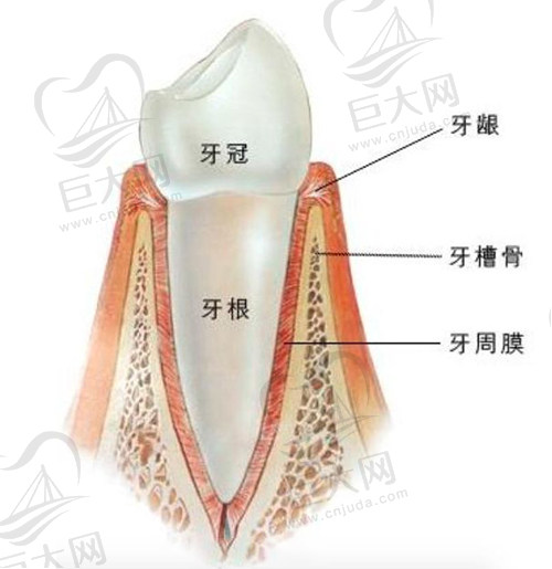牙齿结构图