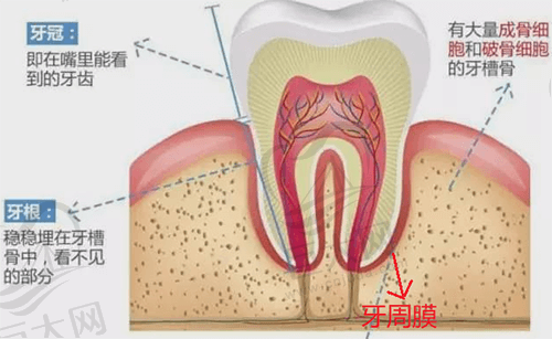 牙齿矫正过程