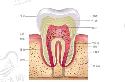 牙齿结构