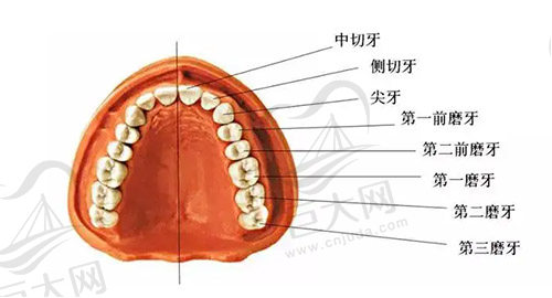 牙齿位置图示