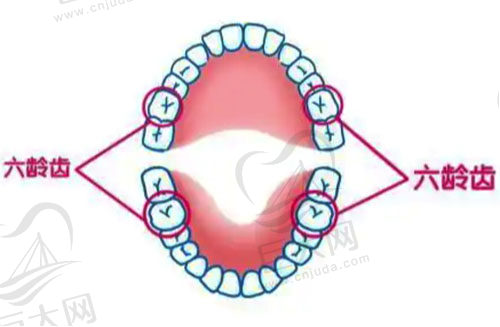 六龄牙的位置和作用