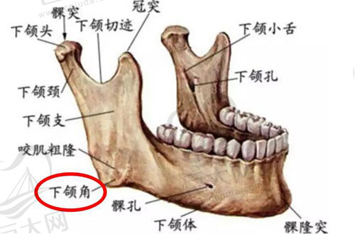 下颌面部骨骼示意图