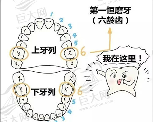 六龄齿位置