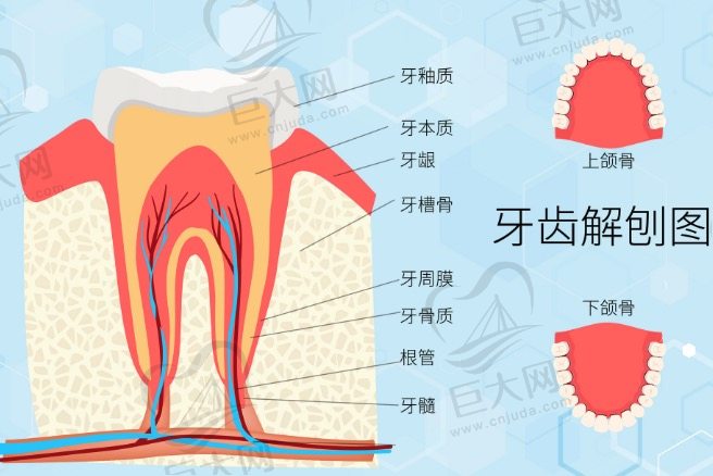 牙齿解剖图