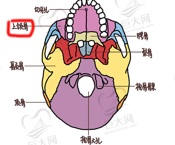 上颌骨位置