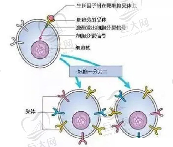 北京郭鑫取生在因子怎样
