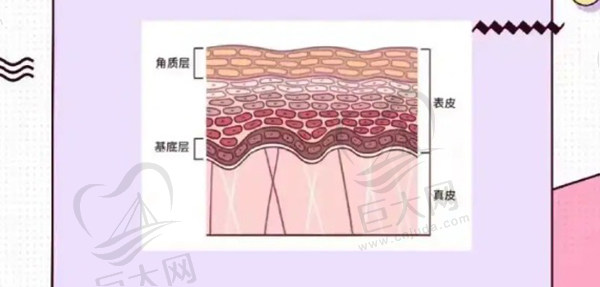 三型胶原蛋白