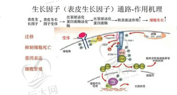 生长因子原理