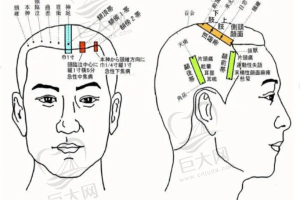 头部穴位神经众多