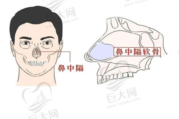 鼻中隔的所在位置