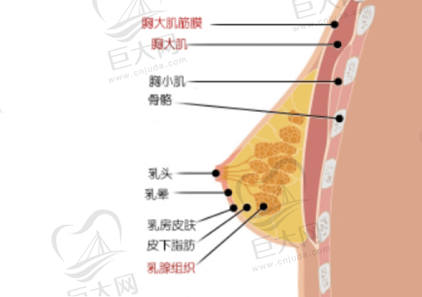 胸部结构