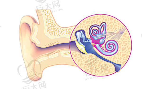 内耳构造