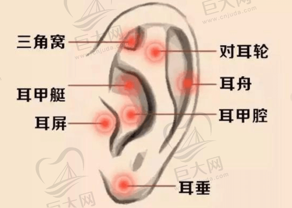 耳结构