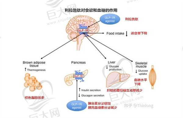 利拉鲁肽