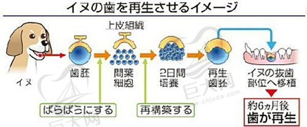 狗的牙齿再生实验