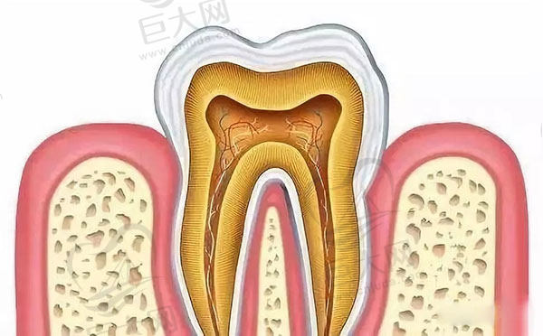 牙齿再生未来能实现吗