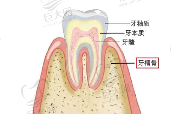 再生牙技术什么时候能实现