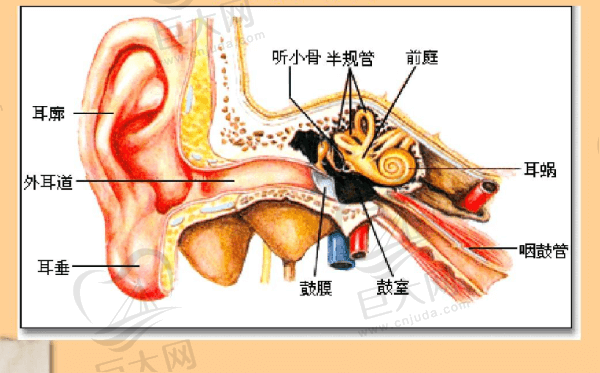 耳内部结构