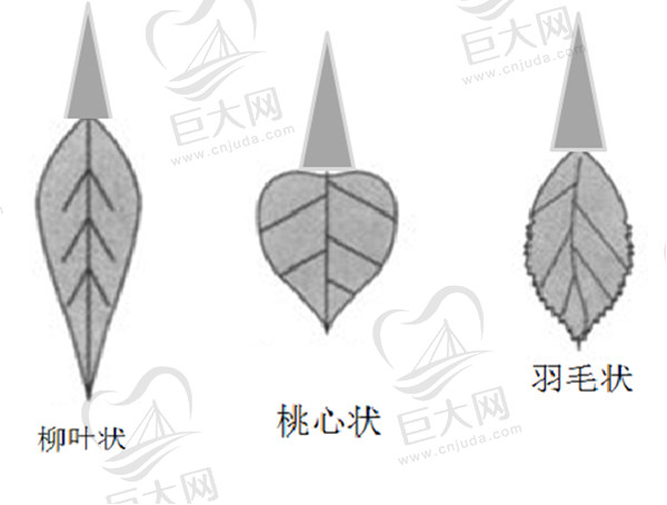 馒头型BB好还是蝴蝶型B好