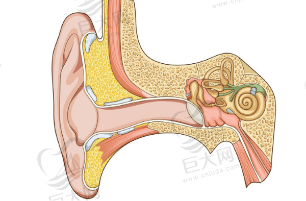 耳内结构
