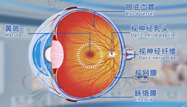 眼表病和眼底病的区别有哪些？