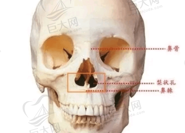 鼻子结构