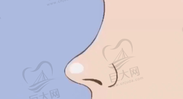 鼻子的结构