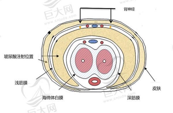 国内男性阴茎延长增粗专 家介绍