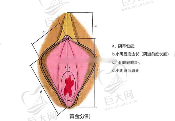 馒头型BB好还是蝴蝶型B好