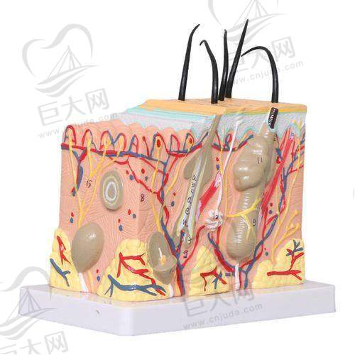 热门皮肤科机构价格详情